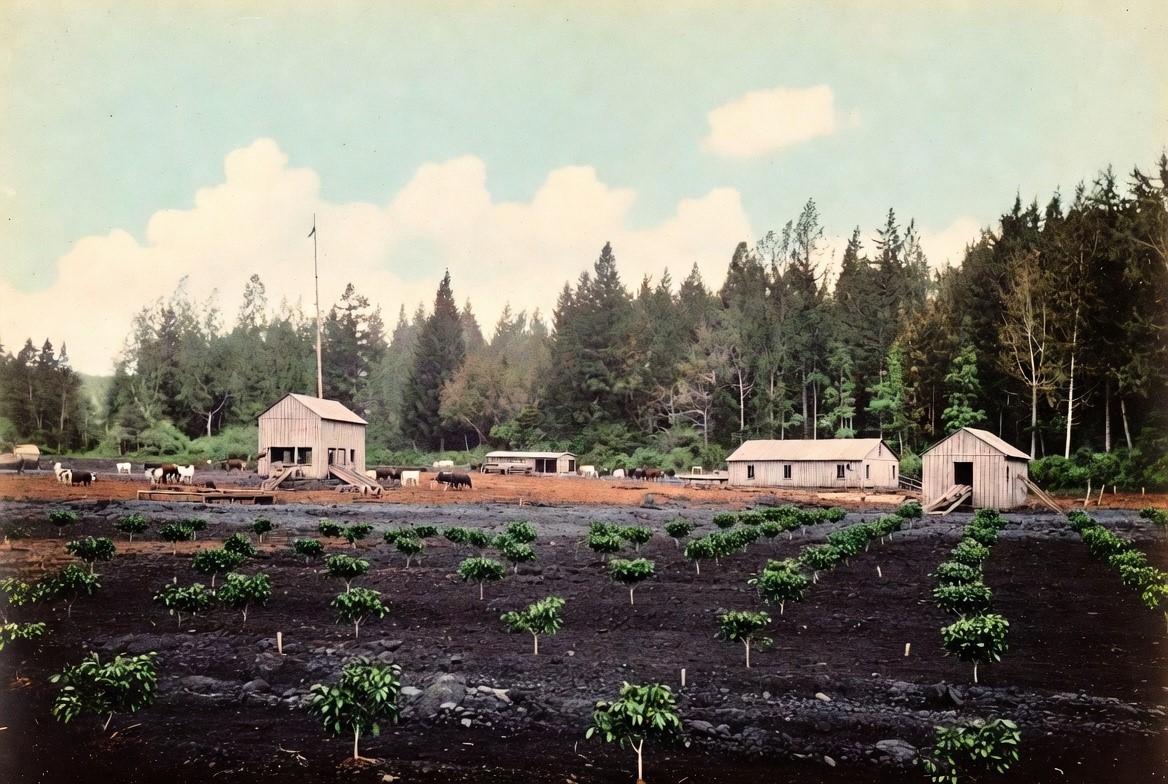 A pioneer coffee plantation on dark volcanic soil in Hawaii, 1890s