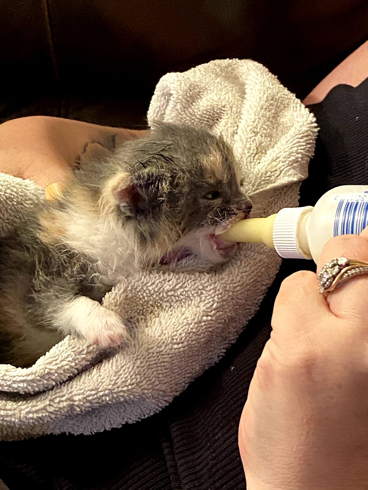 Bottle-feeding Teddy.