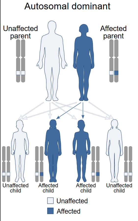 Autosomal dominant inheritance pattern diagram