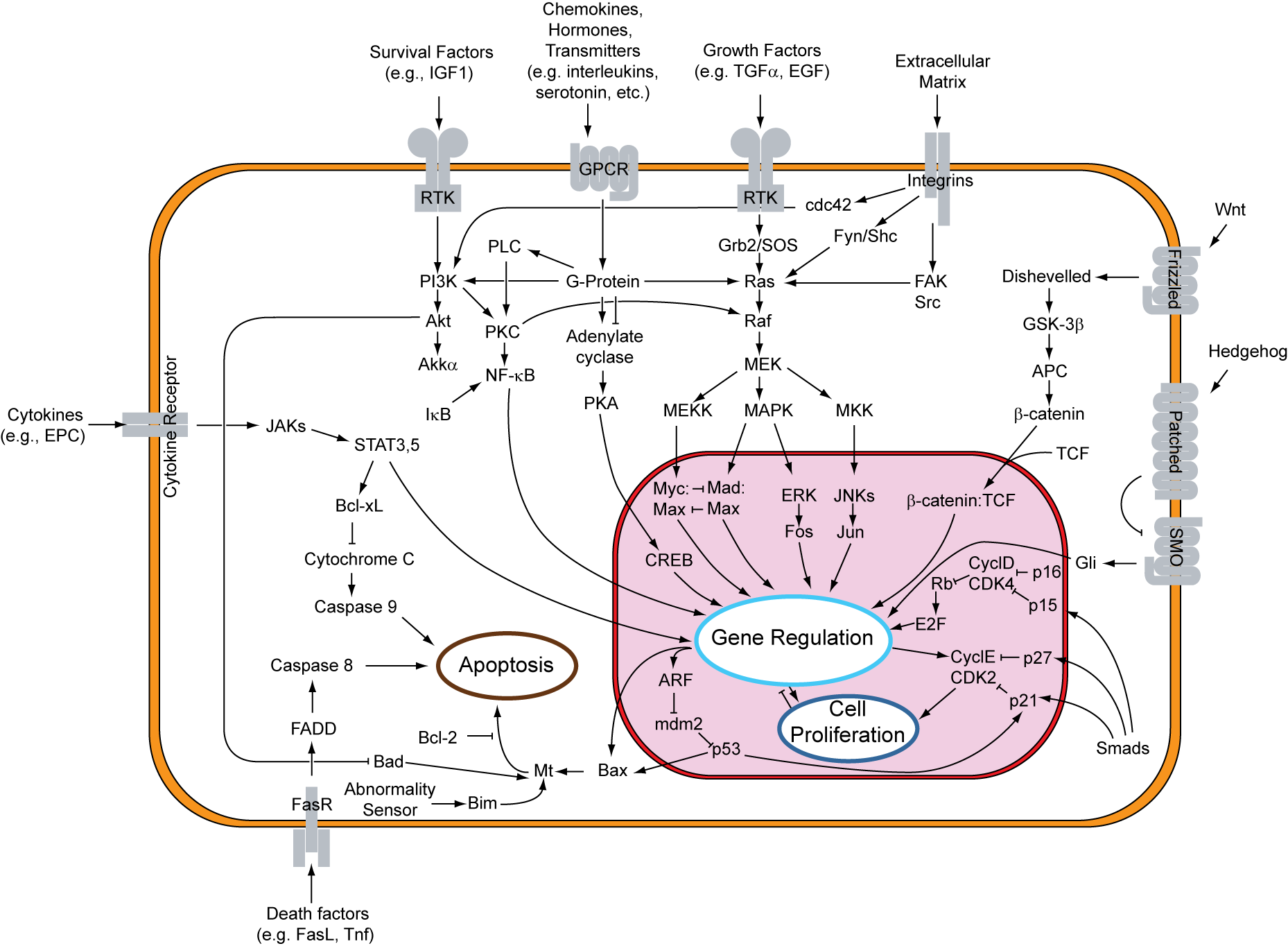 Notch signaling pathway diagram