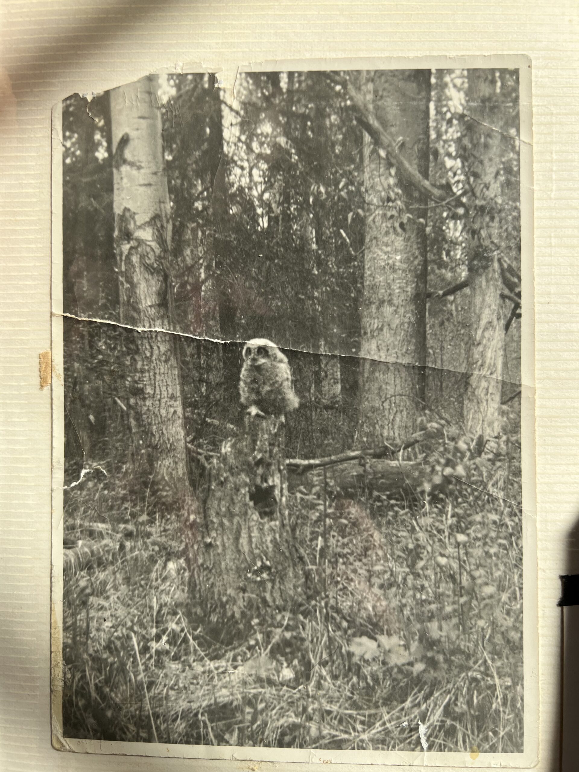 Grampa Tom’s owl, a family keepsake