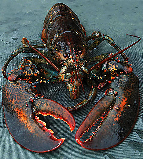 Lobster